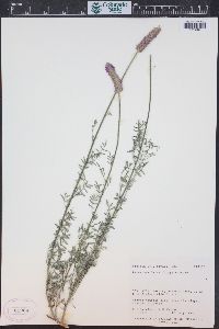 Dalea searlsiae image