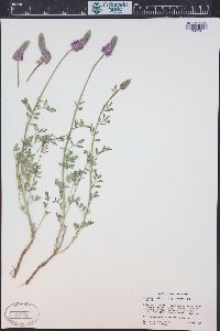 Dalea searlsiae image