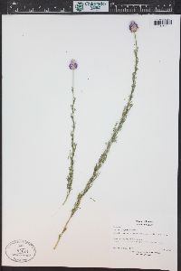 Dalea purpurea image