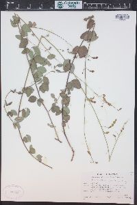 Desmodium grahamii image