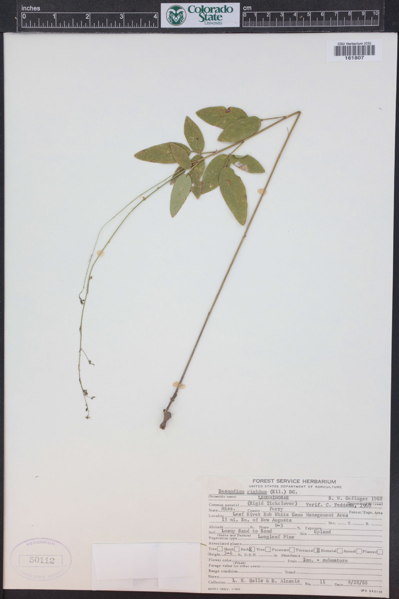 Desmodium obtusum image