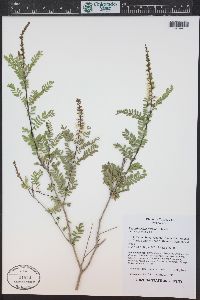 Eysenhardtia texana image