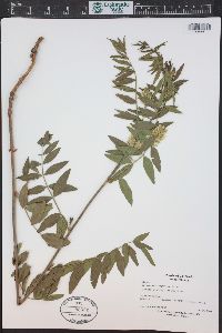 Glycyrrhiza lepidota image