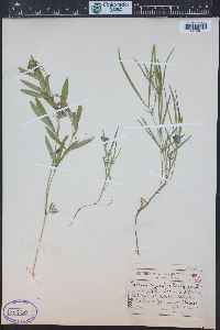 Lathyrus bijugatus image