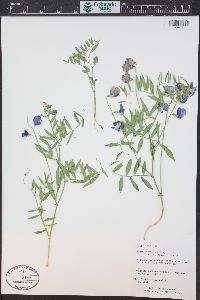 Lathyrus brachycalyx image