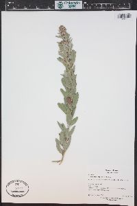 Lespedeza capitata image