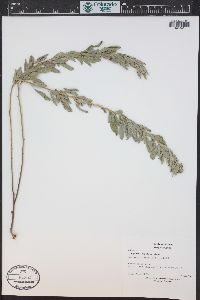 Lespedeza capitata image