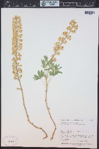 Lupinus arbustus image