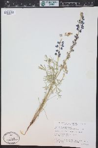 Lupinus bicolor subsp. pipersmithii image