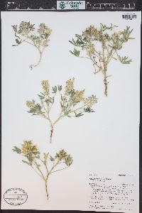 Lupinus pusillus image