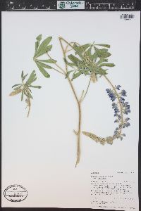 Lupinus sericeus image