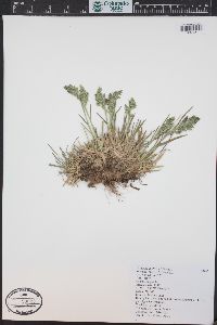 Poa alpina image