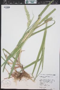 Calamovilfa longifolia image