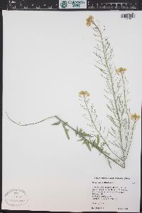 Sisymbrium altissimum image