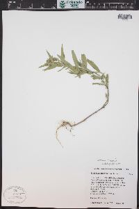 Collomia linearis image