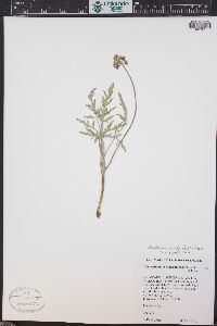 Lomatium orientale image