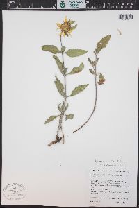 Helianthus pumilus image