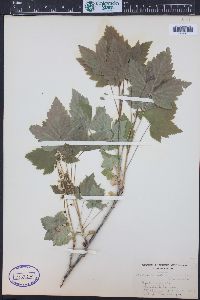 Ribes hudsonianum image