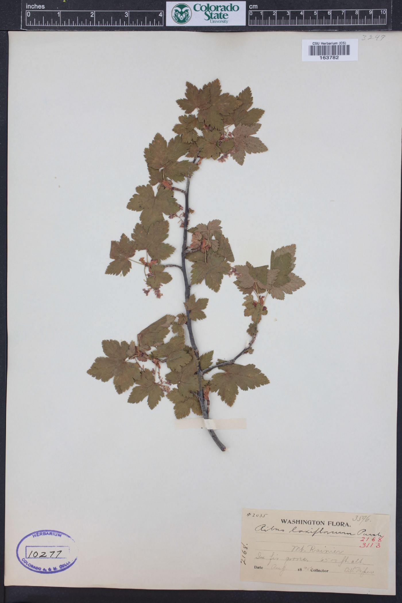 Ribes laxiflorum image