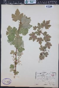 Ribes lacustre image