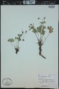 Geranium caespitosum image