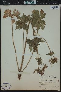 Geranium viscosissimum image