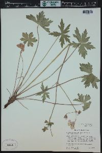 Geranium viscosissimum image