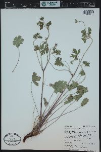 Geranium caespitosum image