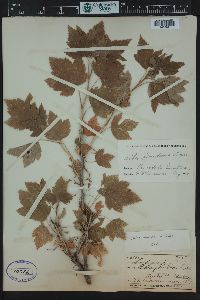 Ribes americanum image