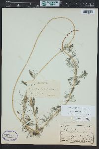 Myriophyllum spicatum image