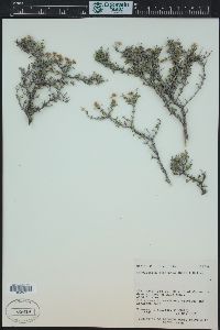 Fendlerella utahensis image