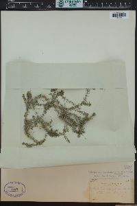 Elodea canadensis image