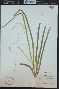 Vallisneria americana image