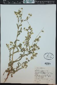 Emmenanthe penduliflora image