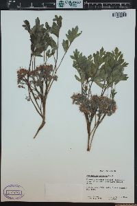 Hydrophyllum capitatum image