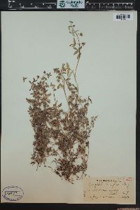 Nemophila breviflora image