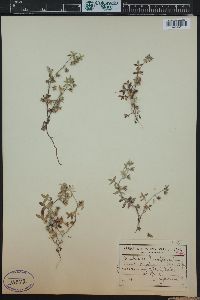 Nemophila breviflora image