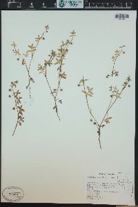 Nemophila breviflora image