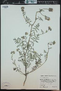 Phacelia distans image