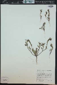 Phacelia fremontii image