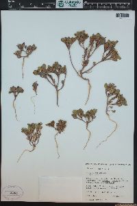 Phacelia demissa image