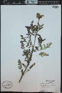 Phacelia magellanica image