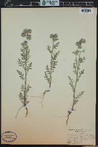 Phacelia franklinii image