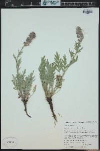 Phacelia sericea image