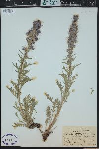 Phacelia sericea image