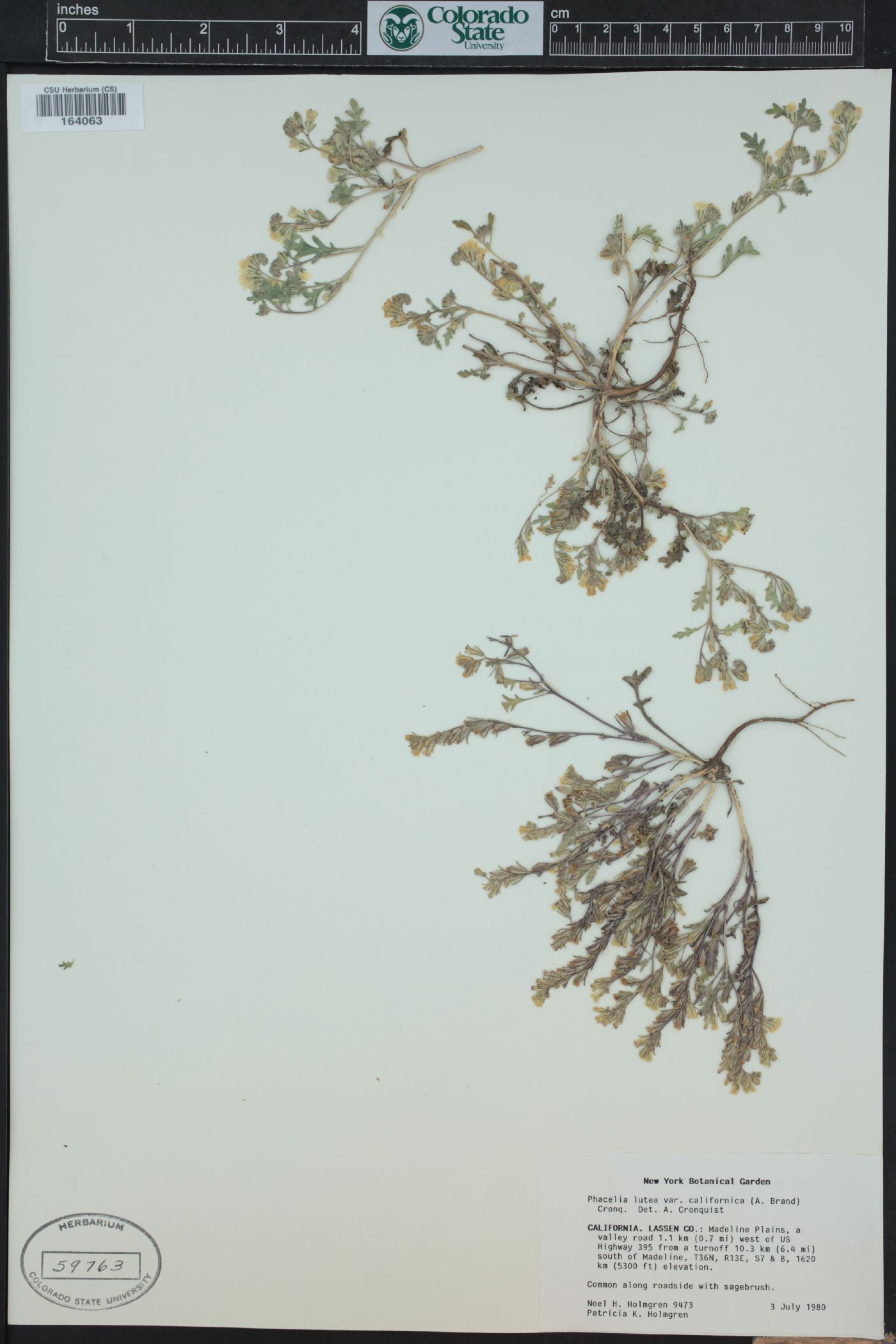 Phacelia lutea image
