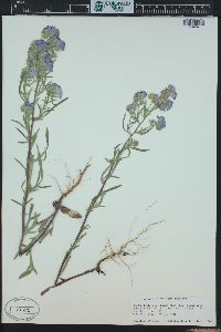 Phacelia linearis image