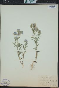 Phacelia linearis image