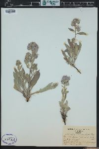 Phacelia hastata image