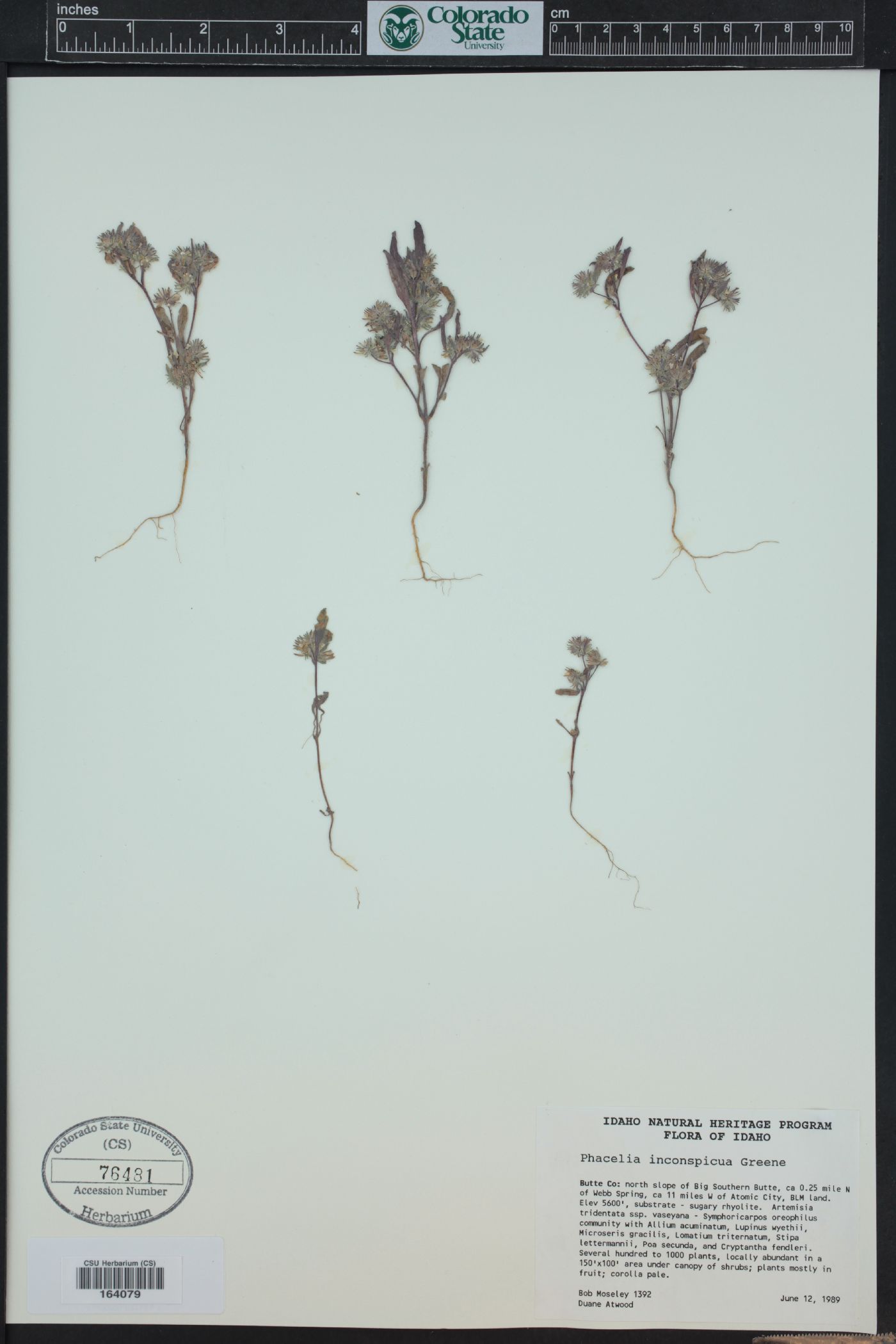 Phacelia inconspicua image